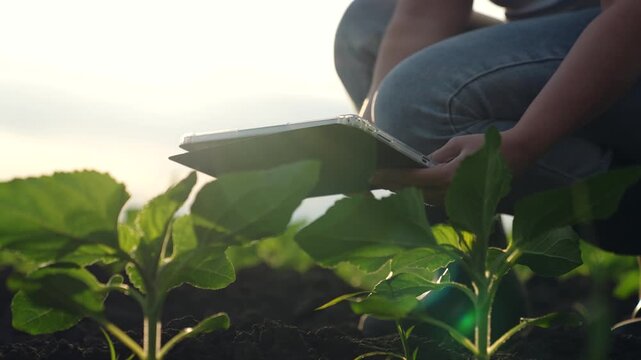 Agriculture, Smart farming in the country, Woman working in the field, Digital agronomy at sunrise, Efficient plant care, Modern field research, Agriculture technology integration, Tranquil moment on