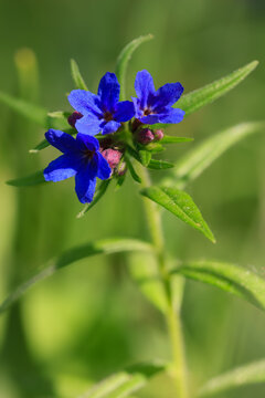 Shrubby gromwell (Lithodora fruticosa) in bloom.