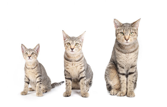 Cat growth chart with same cat sitting side by side. Full body kitten and adult stages left to right at 3 months, 6 months and 2 years. Female short hair tabby cat. Selective focus.