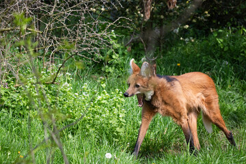 Maned wolf © Cloudtail