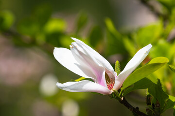 magnolia blossom © Cloudtail