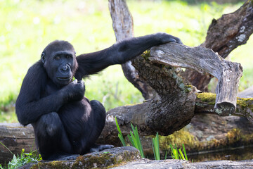 Western lowland gorilla © Cloudtail