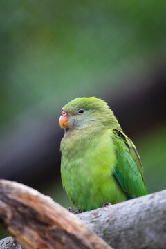 superb parrot