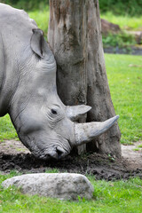 Naklejka premium White rhinoceros