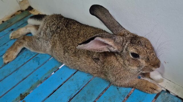 A large brown rabbit is lying and relaxing with its ears moving in a wooden cage with a blue floor.