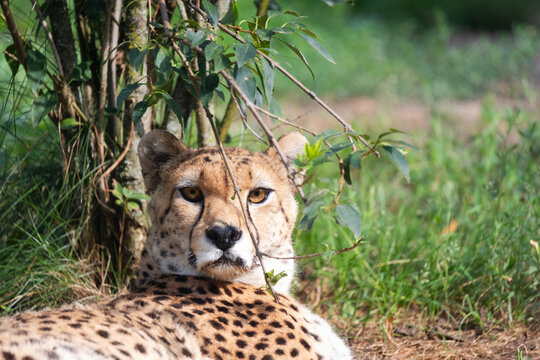 Cheetah