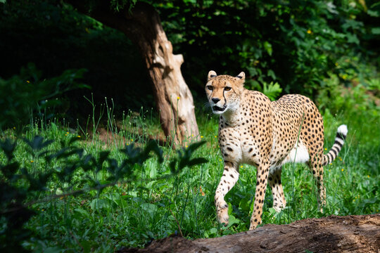 Cheetah