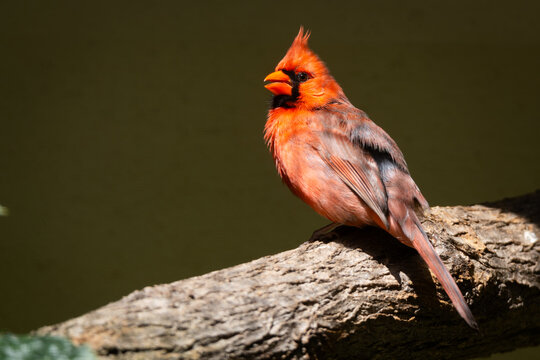 Northern cardinal