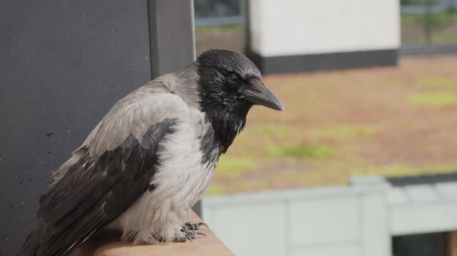 A detailed, handheld close-up shot of a jackdaw or raven, filmed during the day. The bird is perched and looking around, with a vibrant clear blue sky serving as the background. The handheld camera mo