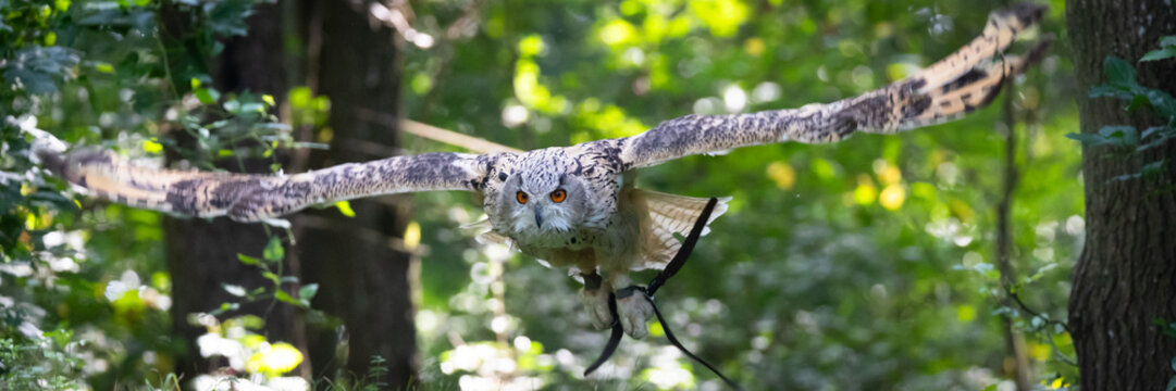 Eagle owl