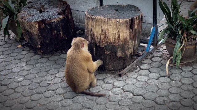 A wild macaque lies on a tile, then rises and begins to scratch at a tree stump, exploring the surface for food at a park in Phuket, Tatland. Animal behavior in an urban environment.