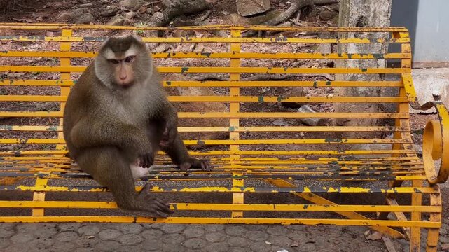 A male pig-tailed macaque sits on an old metal bench and observes its surroundings in a tropical park in Phuket, Thailand. This concept illustrates animal adaptation to the urban environment.