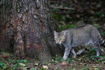 Wildcat © Cloudtail