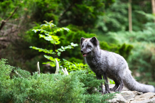 Arctic fox