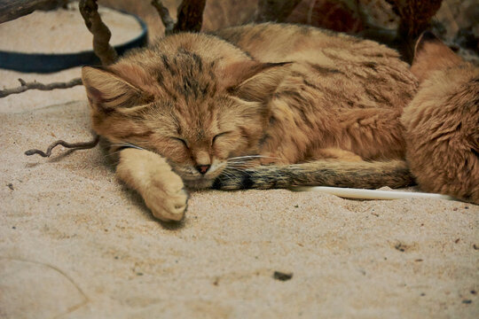 Gatto