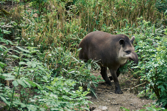 Tapiro