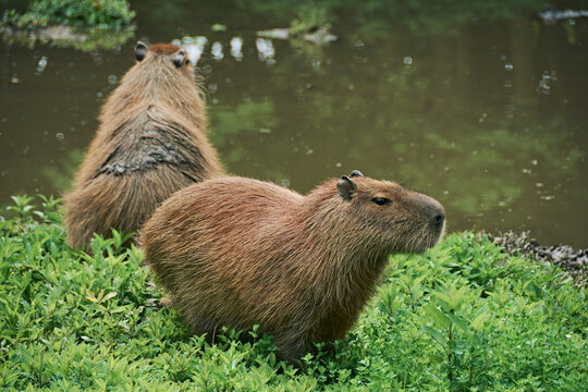 Capibara