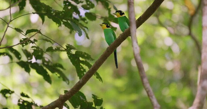 Long-tailed broadbill couple build nest in deep forest animal wildlife