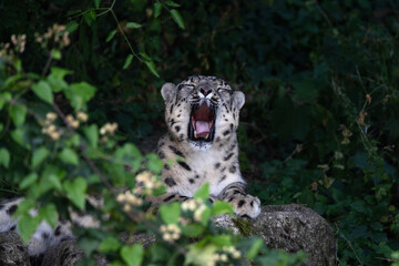 Snow leopard © Cloudtail
