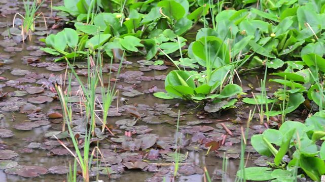 Yellow water lily (Nuphar lutea) leaves on swamp water surface, natural wetland ecosystem
Floating leaves of yellow water lily (Nuphar lutea) on calm swamp water. 