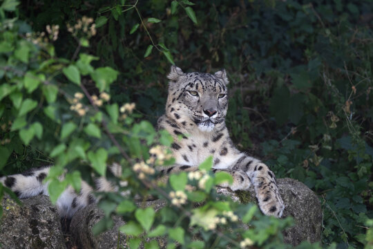 Snow leopard