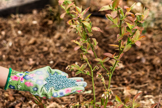 Bluerberry Fertilizer.  Fertilizing Blueberry Bush with Granules for Acidic Soil. Plant Nutrition.