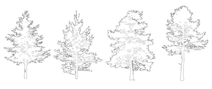 Vector pack of conifers in elevation and plan view for use in architectural drawings