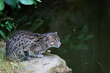 fishing cat © Cloudtail