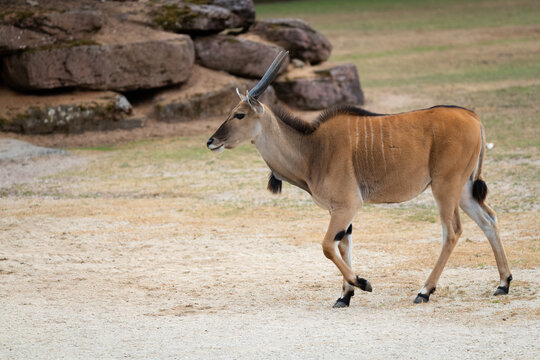 Common eland