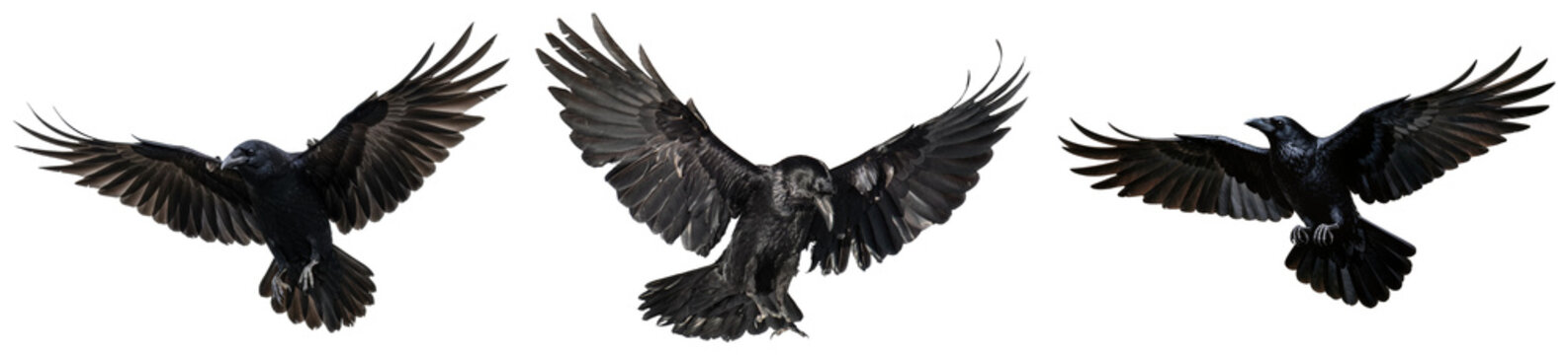 Majestic common ravens in flight, a dynamic composition of powerful birds isolated on a transparent background.