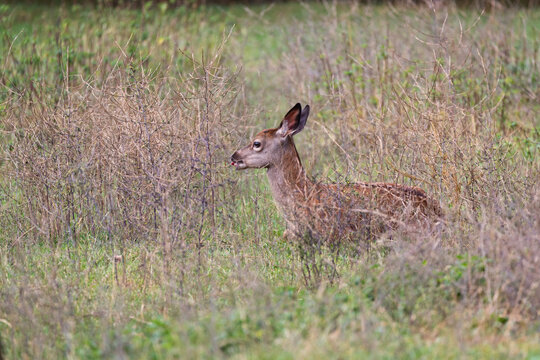 Red deer