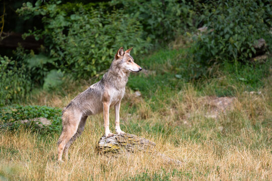 eastern timber wolf