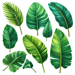 Vibrant, textured green tropical leaves, diverse shapes, detailed veins, natural © Adriyanca
