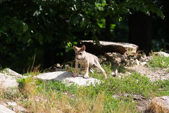 eastern timber wolf