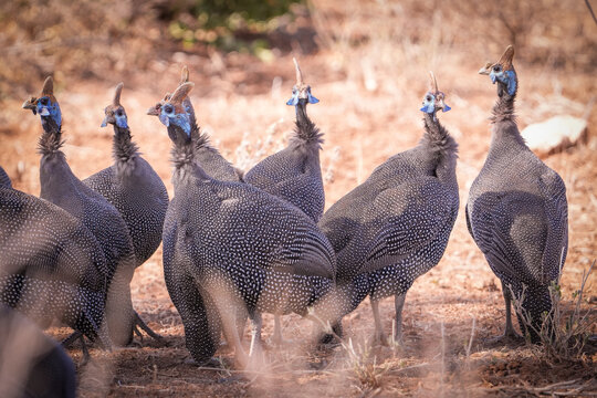 La pintada com&uacute;n o gallina de Guinea (Numida meleagris) es una ave galliforme africana, conocida por su plumaje gris con motas blancas, cabeza sin plumas y un canto ruidoso