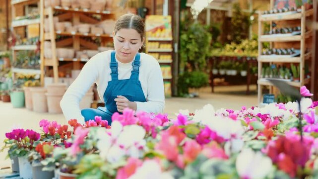 Gardening female worker in blue overall inspects young cyclamen plants after treatment with antifungal drugs. Care, supervision, fungicides. High quality 4k footage