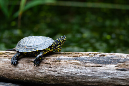 European pond turtle