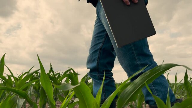 agriculture, farmer working corn field digital tablet, Modern farmer checking crops with tablet, Digital farming management, Agribusiness and crop technology, Agricultural analytics on the go