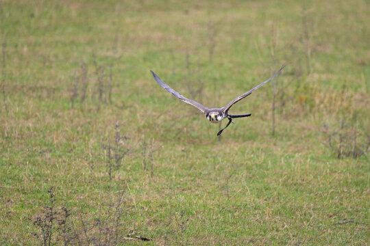 Falcon