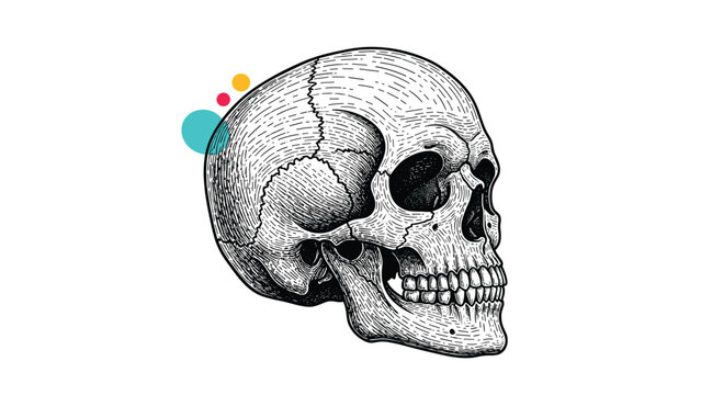 Detailed anatomical engraving of a human skull seen from a side view with three colorful cyan, pink, and yellow dots behind it.