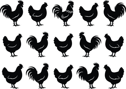 Black chicken and rooster silhouettes in diverse standing poses arranged in rows showing varied feather shapes for design illustration