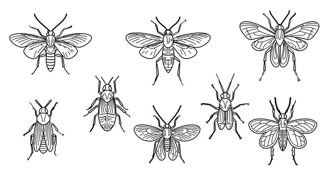 Set of hand drawn insects, bees, flies and beetles