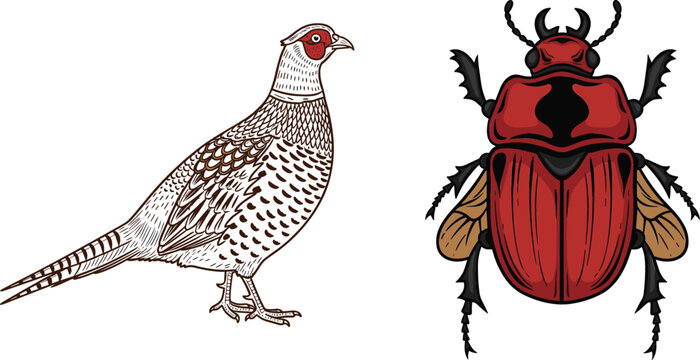 Detailed pheasant bird and red beetle insect illustrations featuring wildlife fauna in realistic vintage engraving style vector isolated on background