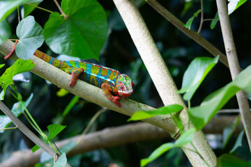 panther chameleon © Cloudtail