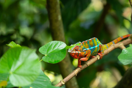panther chameleon
