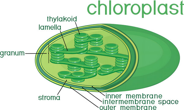 Chloroplast Anatomy: An insightful illustration showcasing the internal structure of a chloroplast, revealing intricate details of its components, essential for understanding photosynthesis.