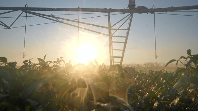 Pivot irrigation system sprays water over soybean field at sunrise. Bright sunbeams shine through sprinkler mist on crops. Irrigation waters plants with droplets in golden morning light.