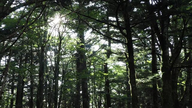 登山道の風景。樹木の隙間から差し込む日差し。光芒。光の筋。爽やかな光の風景。