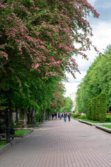 Fototapeta premium A view of a sunny spring park with a sidewalk where people stroll. Walking and relaxing. Nature. Ivano-Frankivsk, Ukraine. Selective focus in crab apple Malus sylvestris
