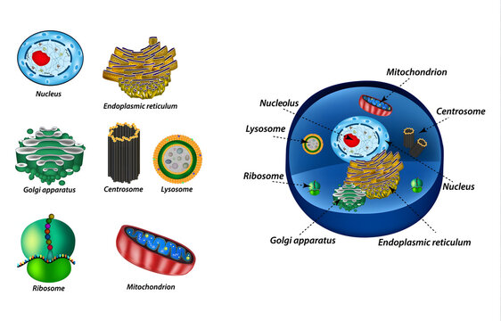 Simplified Cell Structure Illustration: A visually clear and educational representation of a cell, highlighting its various components and structures.